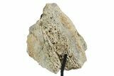 Fossil Triceratops Femur Section w/ Metal Stand - South Dakota #350625-2